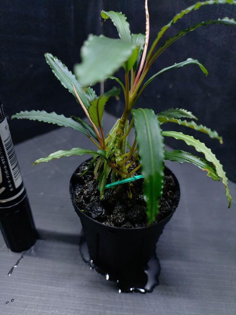 ブセファランドラ sp. ララズ