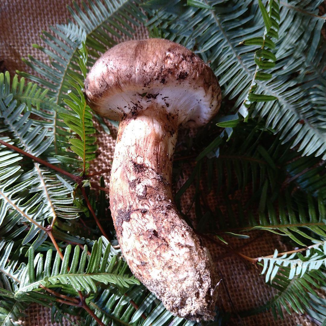 なおや様　広島県産　松茸