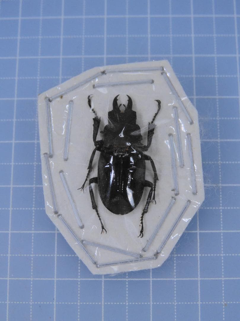 標本 Odontolabis nobuhikoi rare 24mm