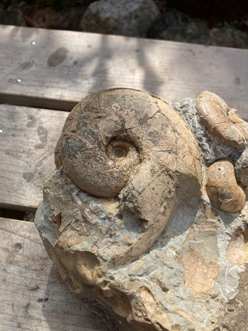 羽幌　木や結晶が混ざったアンモナイトの群生　化石　/インテリア　家具　宝石　恐竜