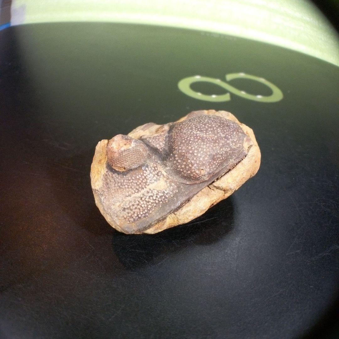 三葉虫　化石　fossil　ボリビア産　trilobite　ボリビア三葉虫郡⑧