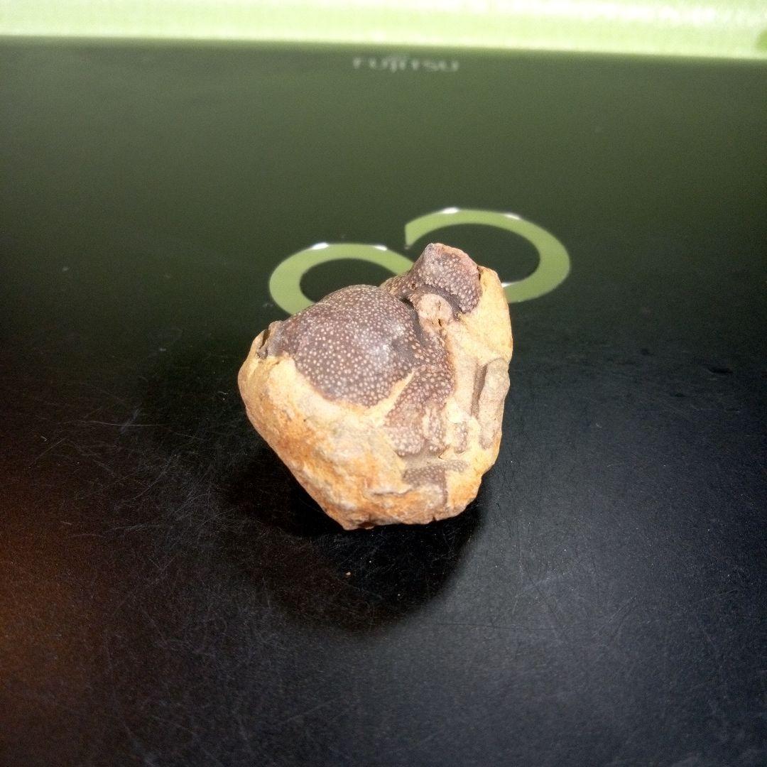 三葉虫　化石　fossil　ボリビア産　trilobite　ボリビア三葉虫郡⑧