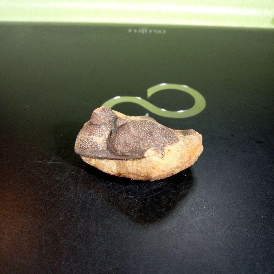 三葉虫　化石　fossil　ボリビア産　trilobite　ボリビア三葉虫郡⑧