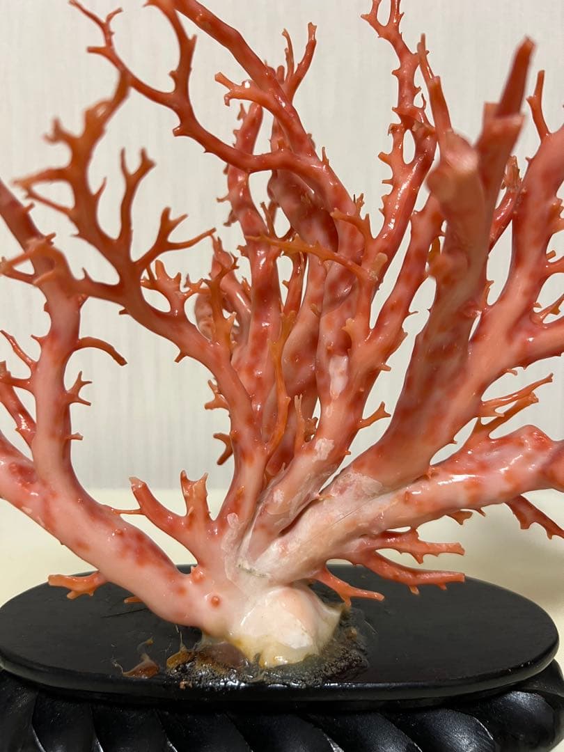 天然深海赤珊瑚　ピンク珊瑚 枝珊瑚　置物 宝石　原木　sango サンゴ　希少