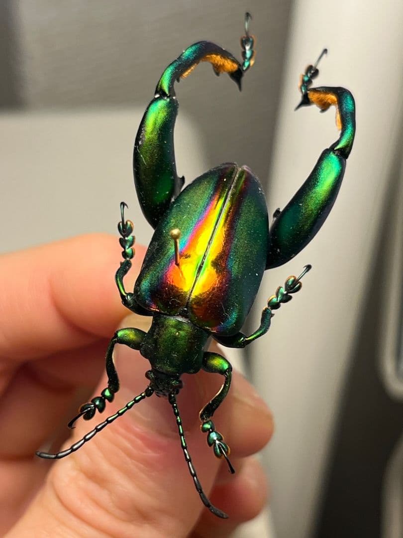 【腿太葉虫最大種】Sagra buqueti モモブトハムシプラチナコガネ標本