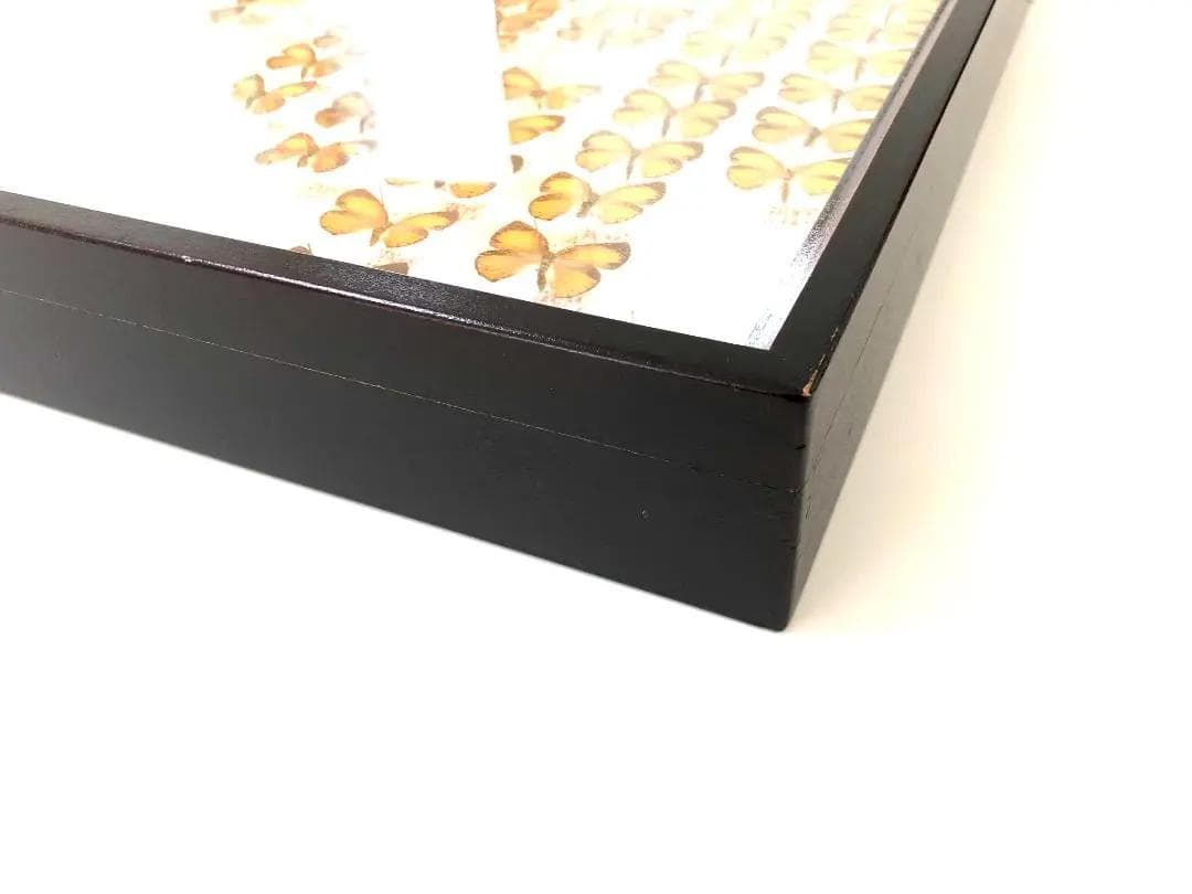 【ラスト1箱 チョウセンアカシジミ 115頭】蝶 標本 ドイツ箱 Tatsumi