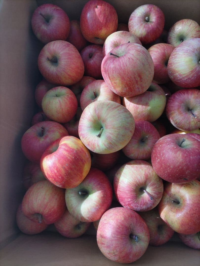 葉取らずサンフジ良品20kg以上 春になる前の値下げ中 限定残り僅か