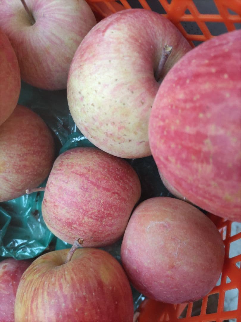 葉取らずサンフジ良品20kg以上 春になる前の値下げ中 限定残り僅か