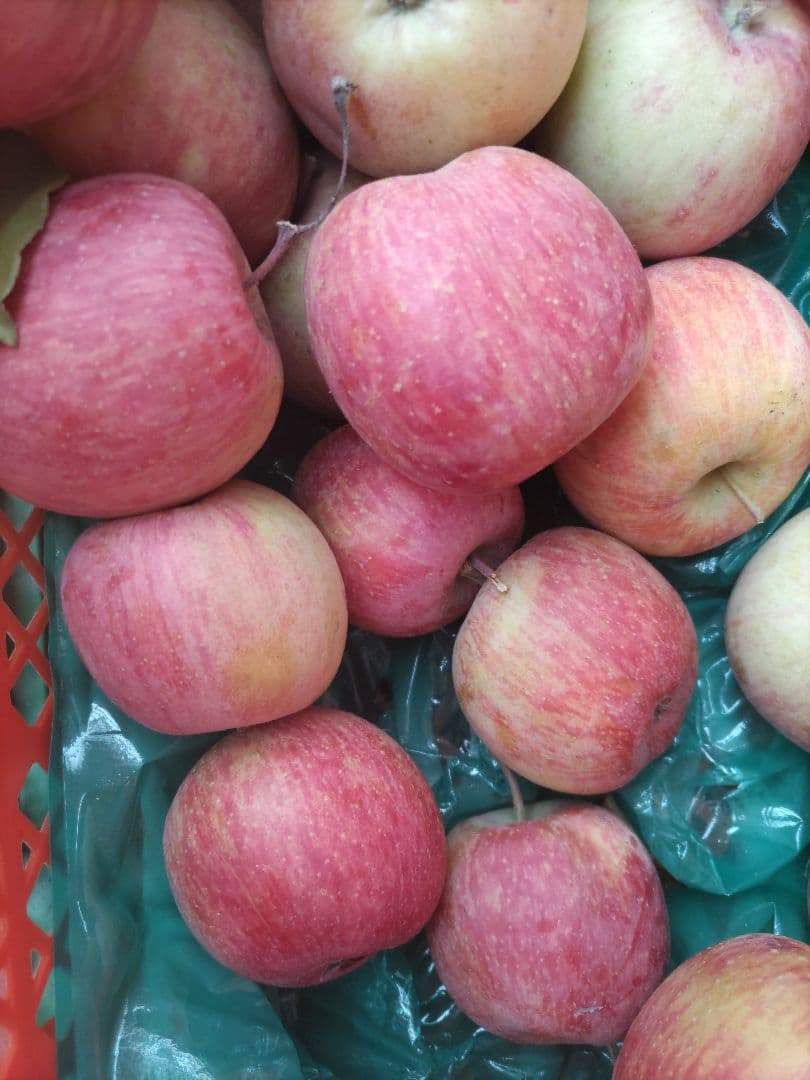 葉取らずサンフジ良品20kg以上 春になる前の値下げ中 限定残り僅か