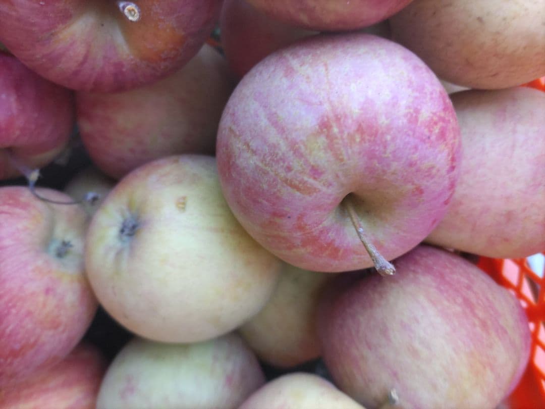 葉取らずサンフジ良品20kg以上 春になる前の値下げ中 限定残り僅か