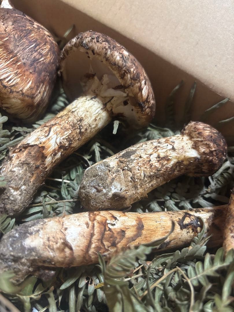 岩手県産松茸314g訳あり品