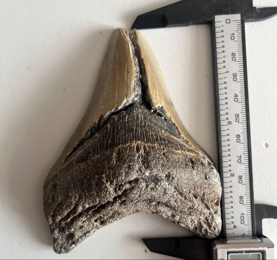 【本物】メガロドンの化石 巨大な歯 サメ 古代生物