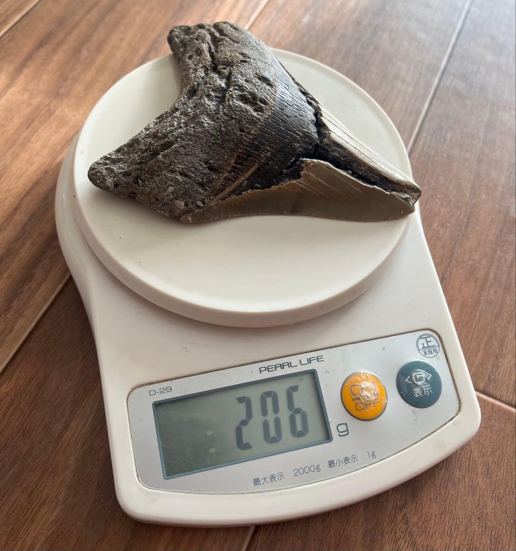 【本物】メガロドンの化石 巨大な歯 サメ 古代生物