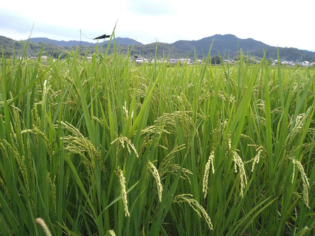 特別栽培米ひとめぼれ９kg