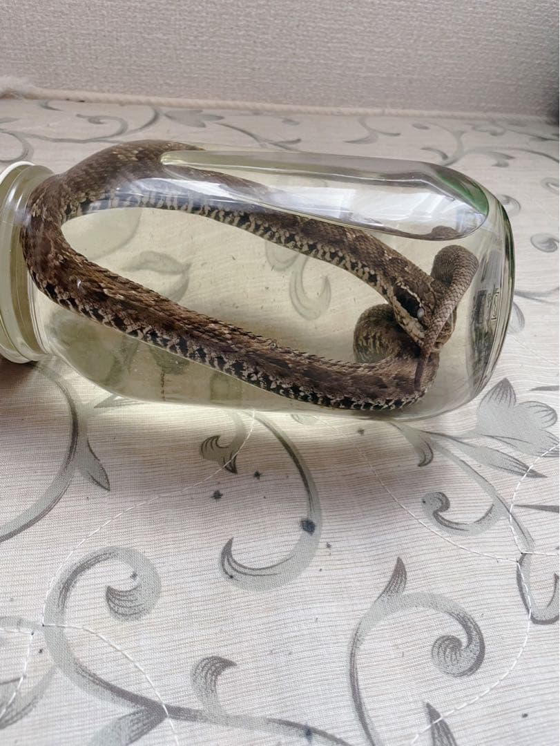 マムシの標本