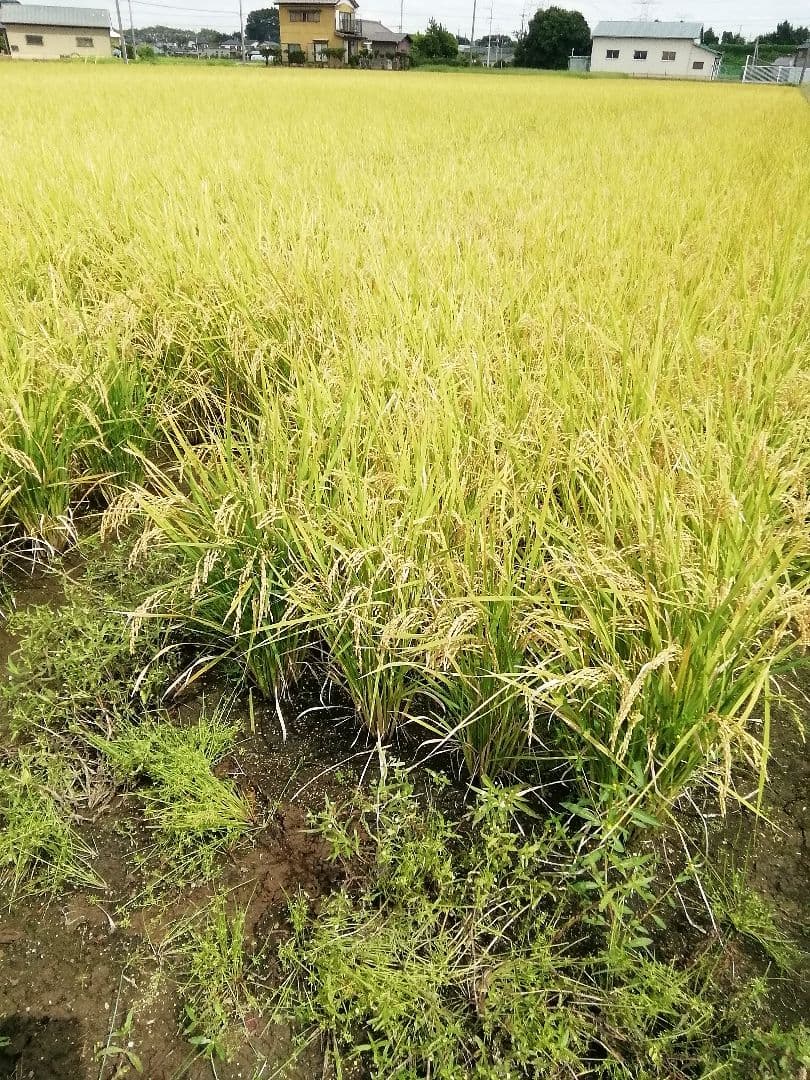 令和７年９月収穫　コシヒカリ玄米２０ｋｇ