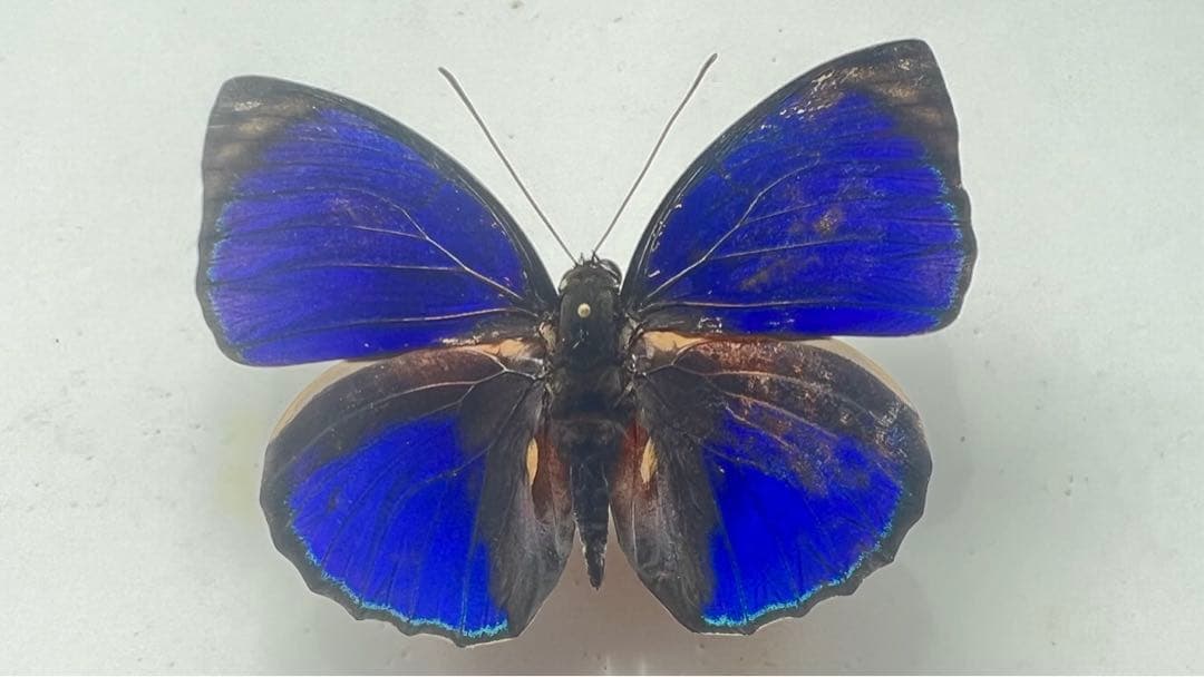 エクセルシオール　パラドクサ！　標本！2