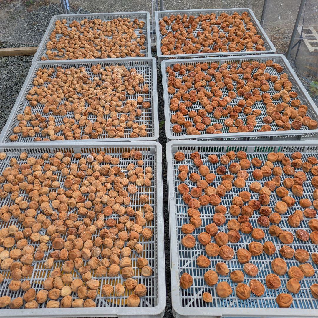 【こぼ】　南高梅干し【2L〜3L】（500g）+赤紫蘇（100g）×10