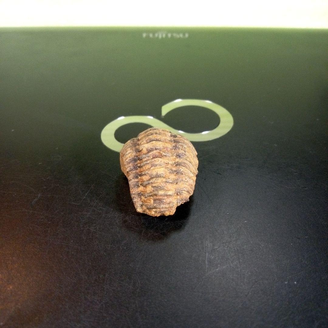 三葉虫　化石　fossil　海　ボリビア産　trilobite　海生動物種別③