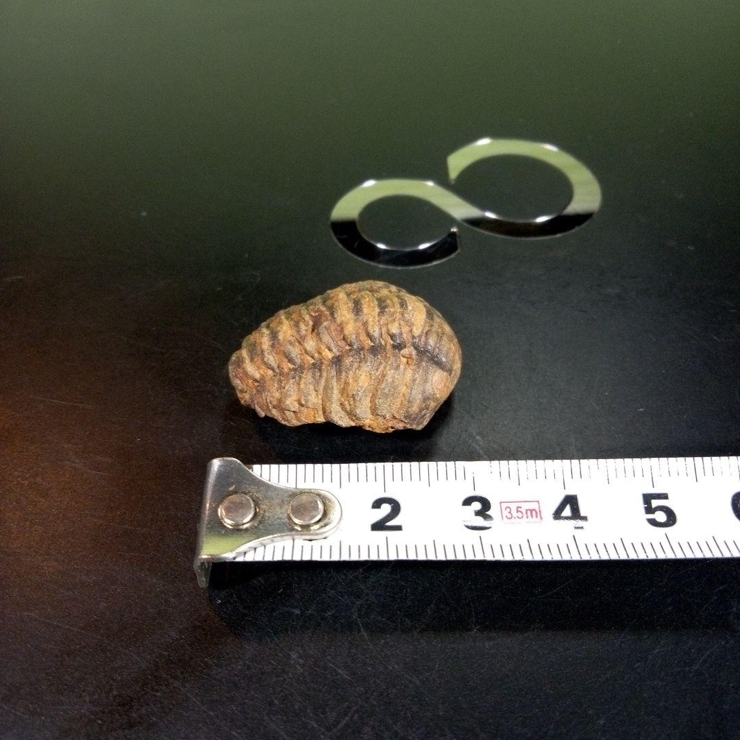 三葉虫　化石　fossil　海　ボリビア産　trilobite　海生動物種別③