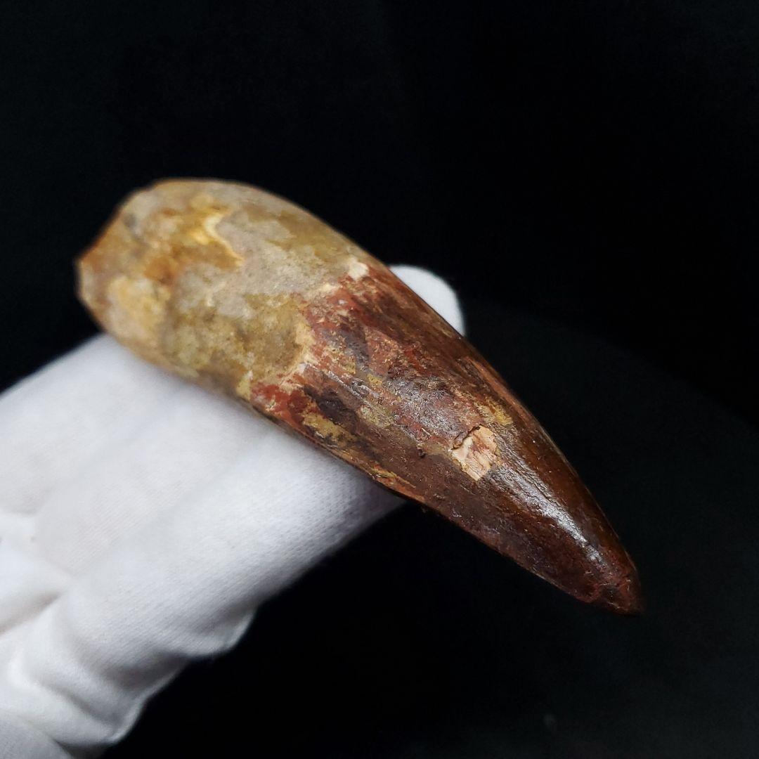 極上 スピノサウルス 本物 モロッコ産 85.33mm  sp432