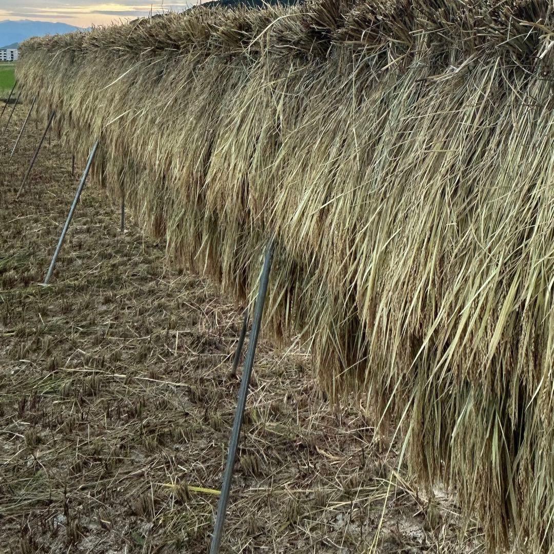 農家直送 玄米12㎏ 農薬不使用 有機栽培 天日干し お米 静岡より
