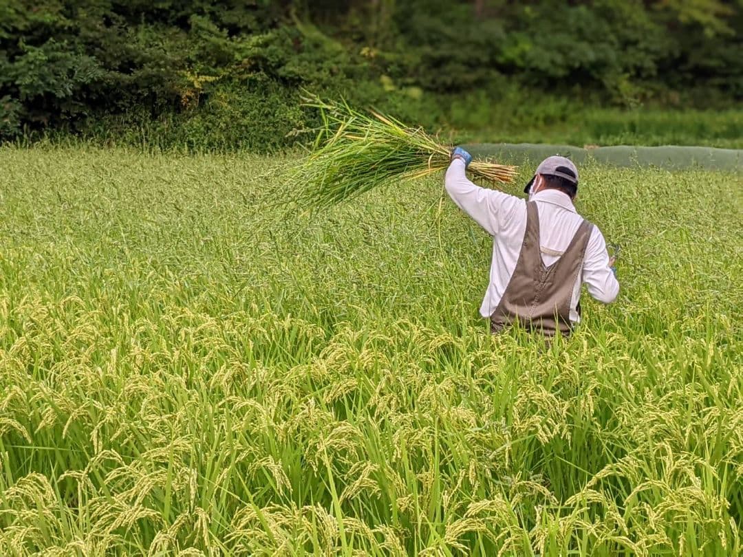 ★自然栽培米　玄米30kg(5kg×6)　令和7年度　熊本県産　森のくまさん★
