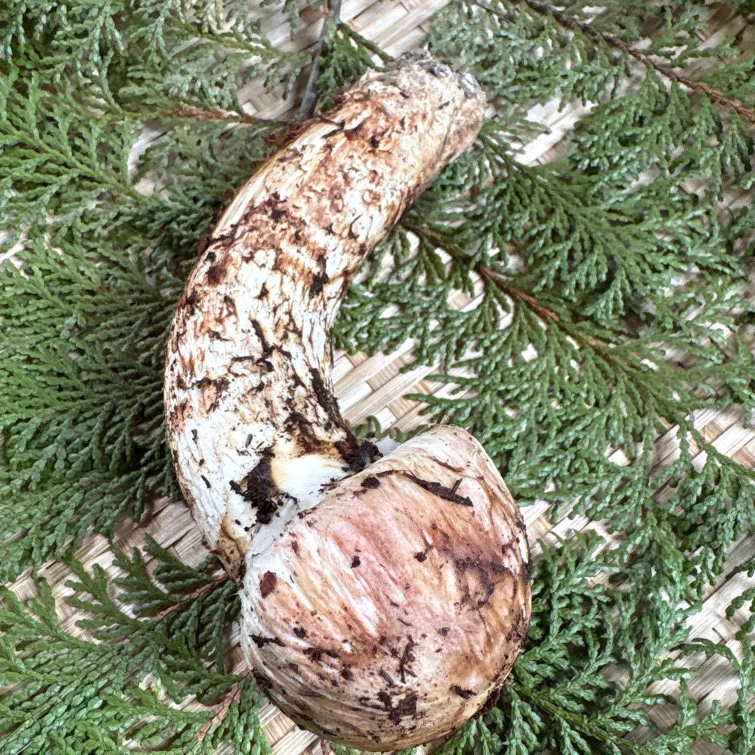 長野県南信州産‼️松茸 極上123g 11/11朝採れ