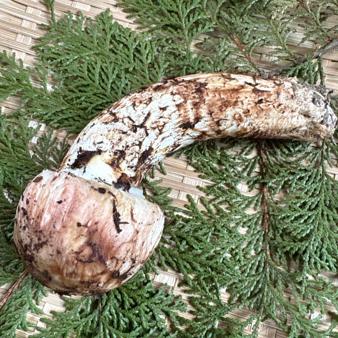 長野県南信州産‼️松茸 極上123g 11/11朝採れ
