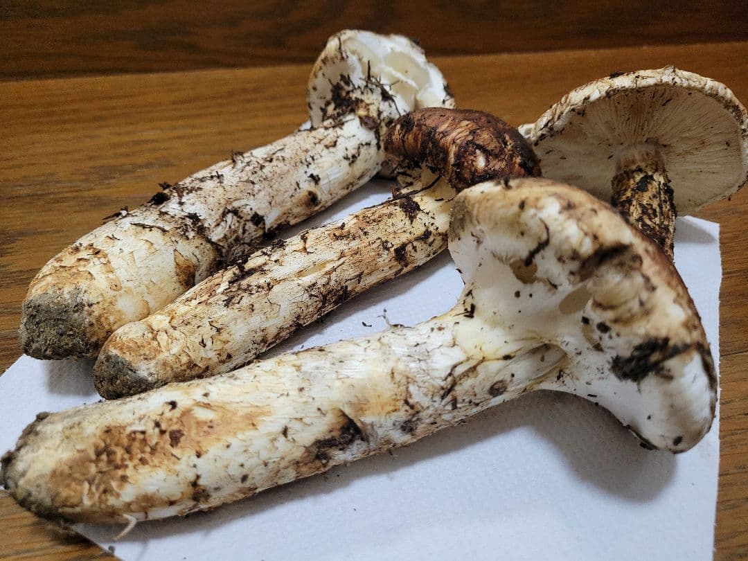 極上　国産　岩手県産　松茸　450g