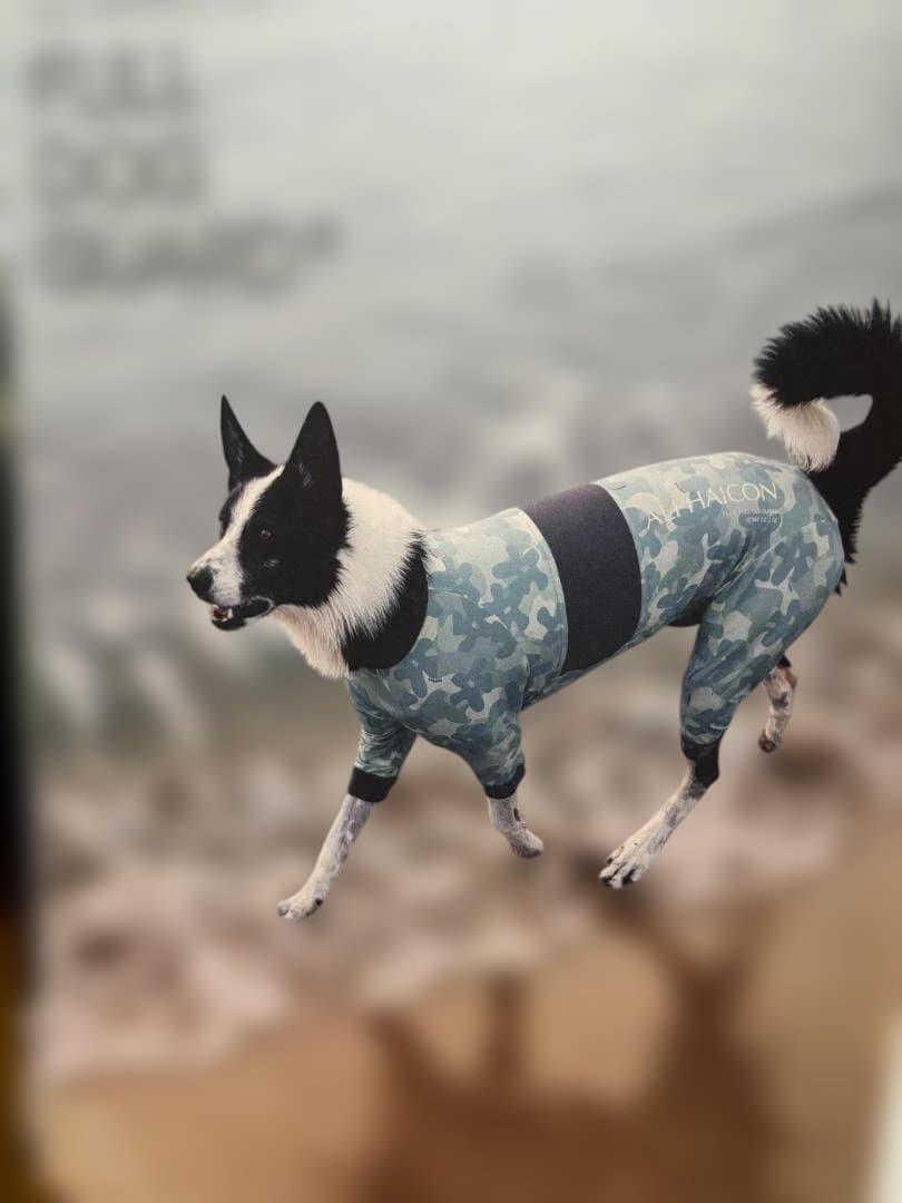 ALPHAICON FULL DOG GUARD　4L（ブルー）