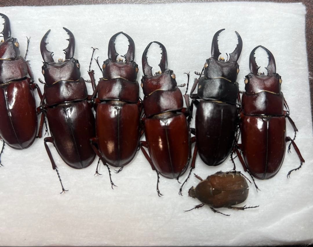 ★超貴重★イヘヤノコギリクワガタ特大標本セット