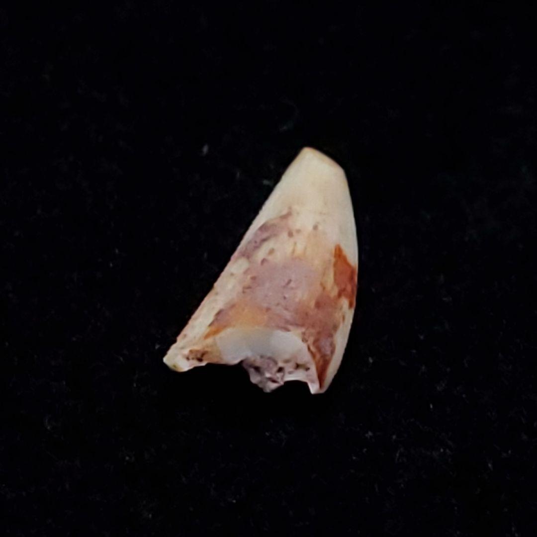 希少 コエロフィシス 化石 歯 恐竜 本物  7.15mm fr81