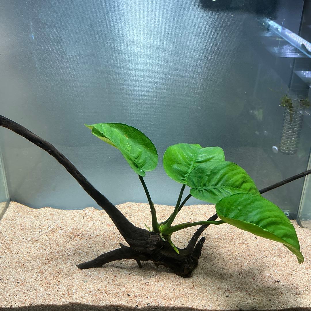 エムエー様 リクエスト 3点 まとめ商品　水草