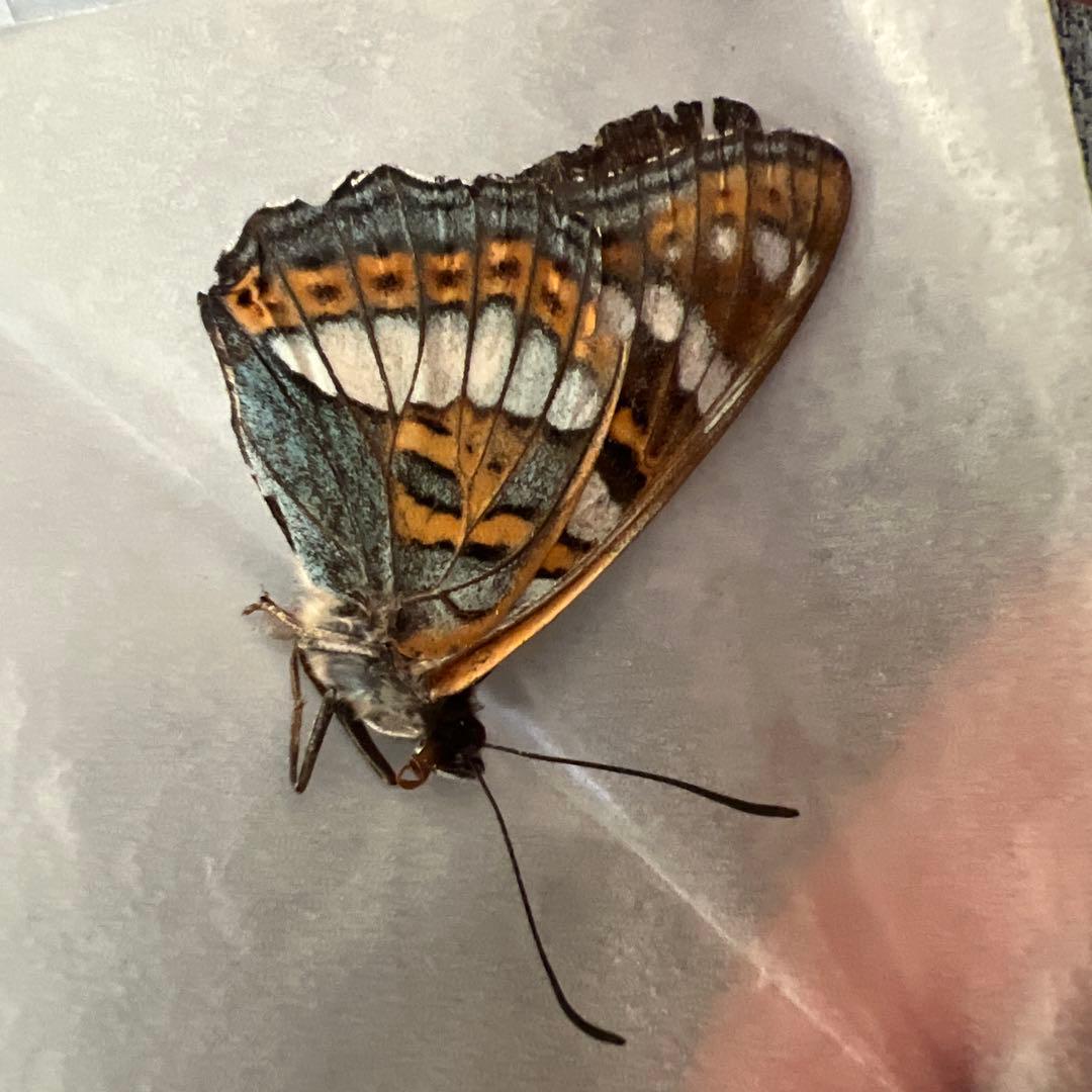 オオイチモンジチョウ　モンゴル産9頭セット