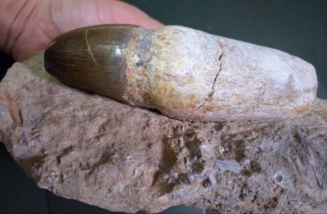 【特大プログナソドン】モササウルスの歯14cmオーバー1.8kg歯根岩盤付
