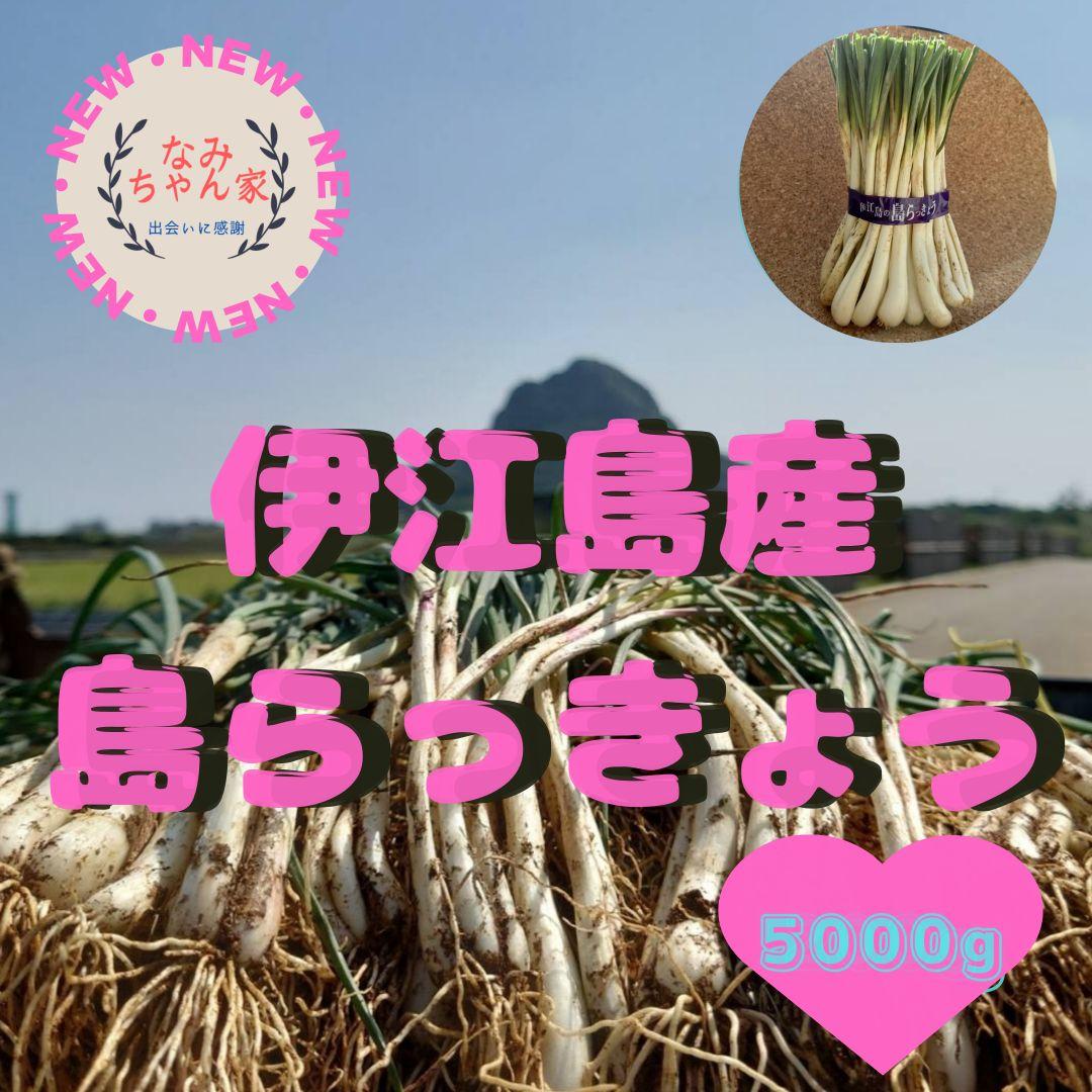 5000g 伊江島産 島らっきょう 産地直送 農家直送 送料無料