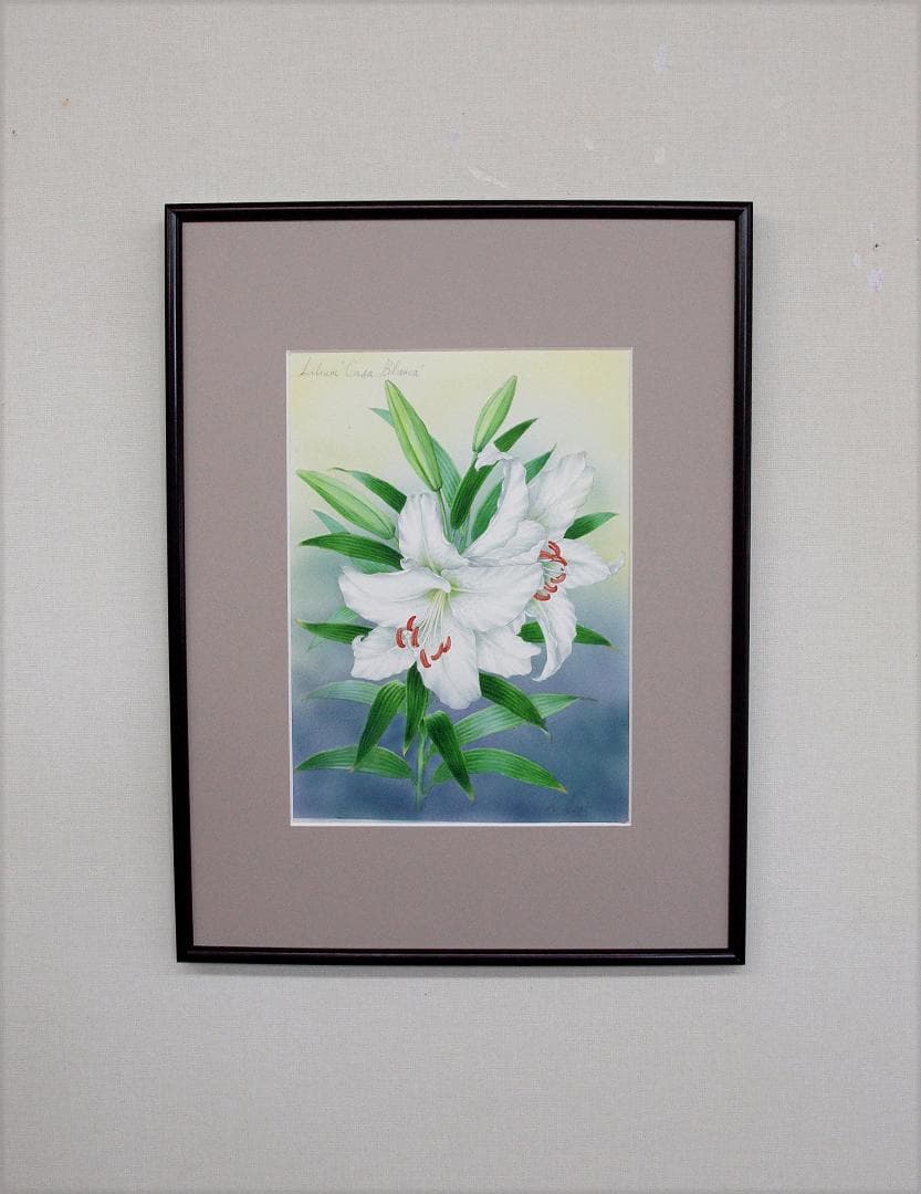 【絵画】ボタニカルアート　「カサブランカ　純白の貴婦人」原画