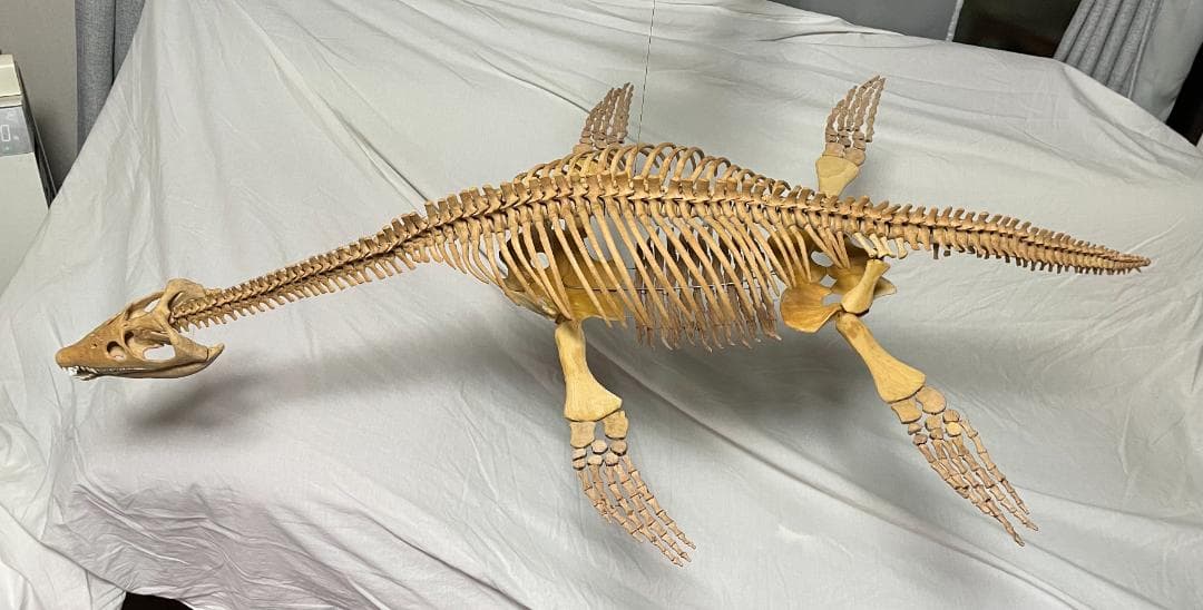 木彫　首長竜ロマレオサウルス　1/6全身骨格模型　112㎝