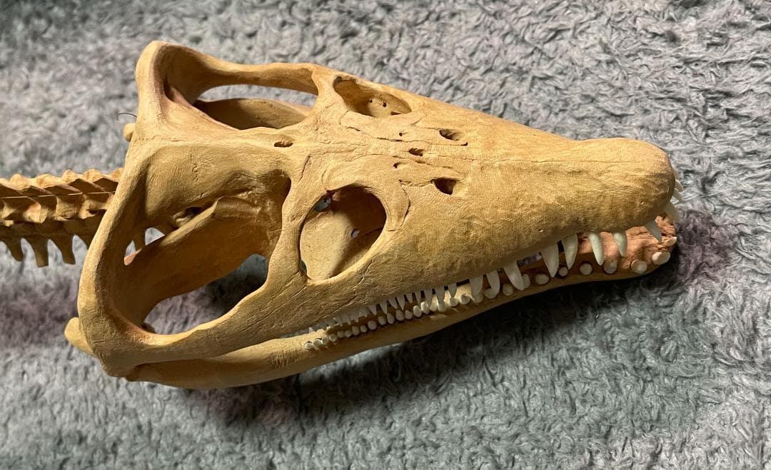 木彫　首長竜ロマレオサウルス　1/6全身骨格模型　112㎝