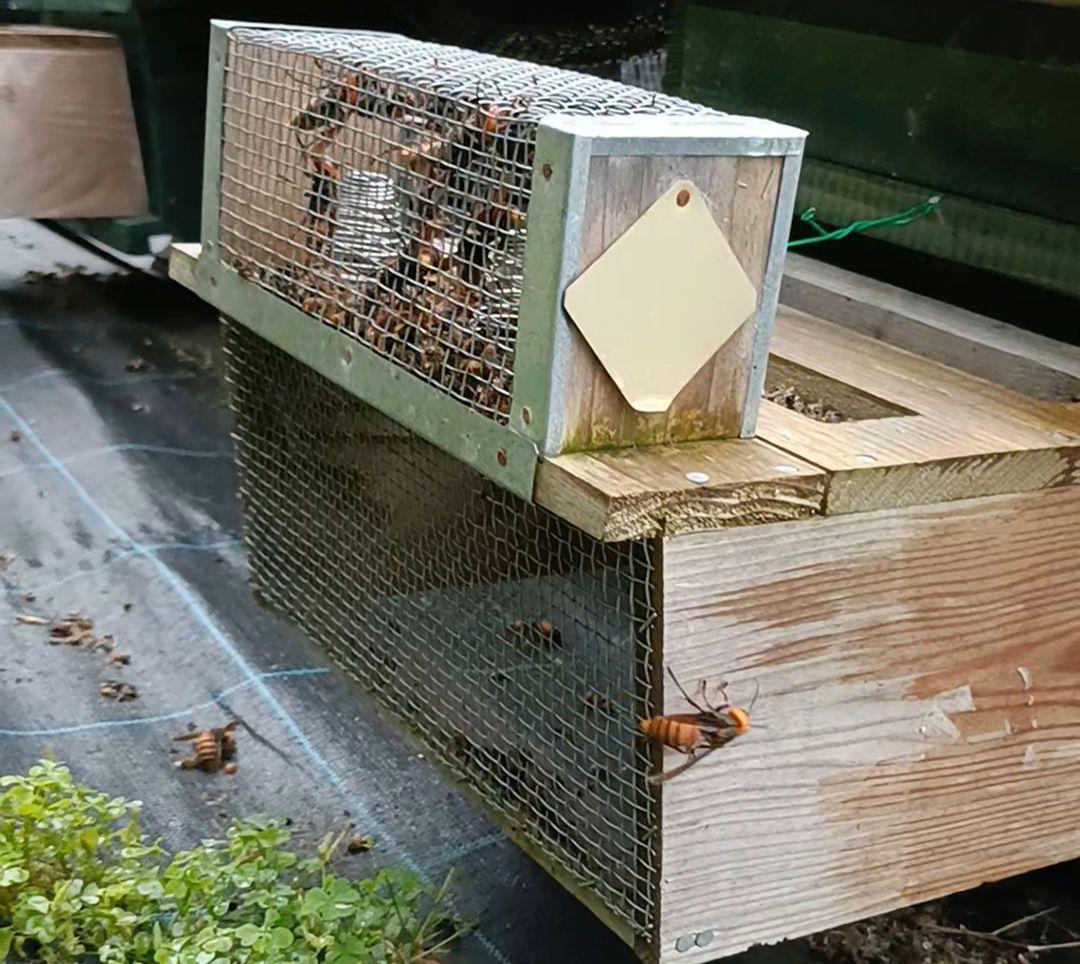③オオスズメバチ入り焼酎 900ml