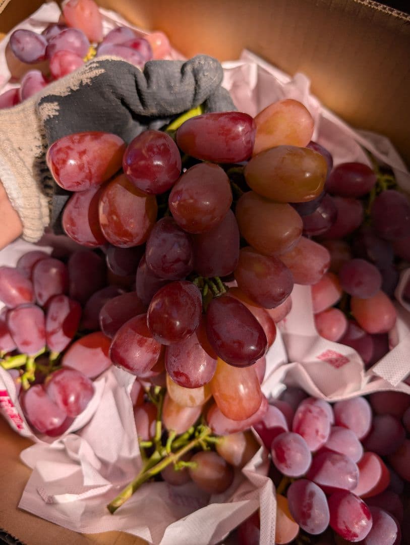 山梨県産ぶどう　美和姫　8房入り箱込み約5.5kg