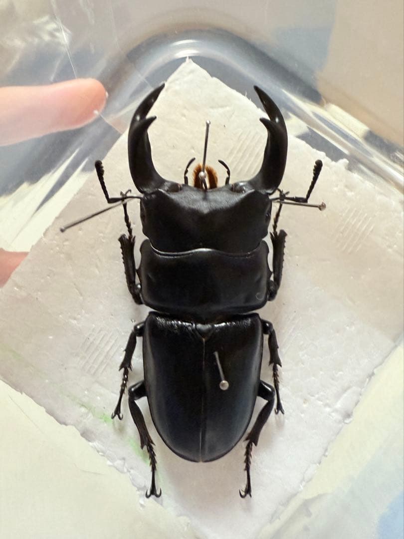 【野外品】滋賀県オオクワガタWD特大サイズ