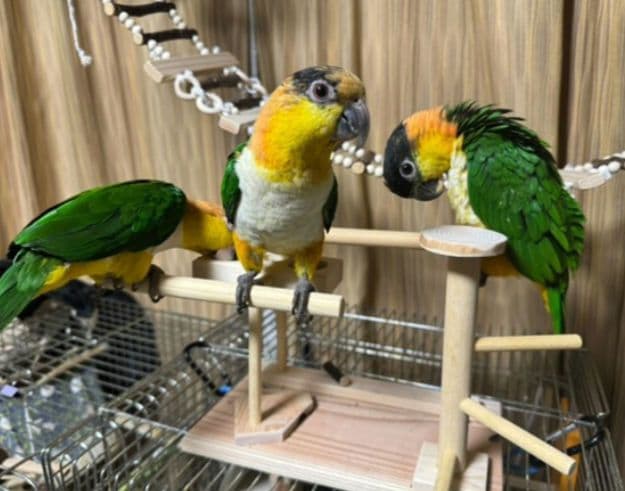 T56　止まり木　パーチ　門型　中型のインコちゃん用　スタンド