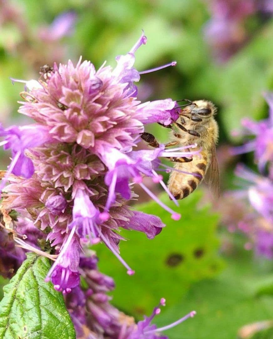 日本みつばち採りたて(生蜂蜜1800g+巣蜜373g)　コムハニー#12宮城県産