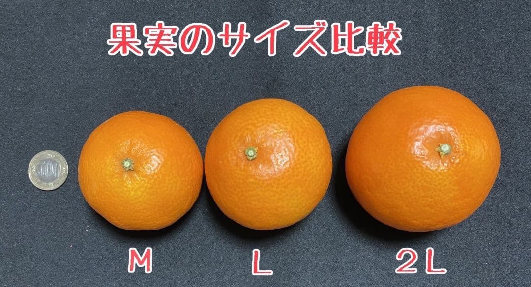 新春セール！ お得なセット2L、Ｌサイズ混合2箱計10キロ贈答に　あいか28号