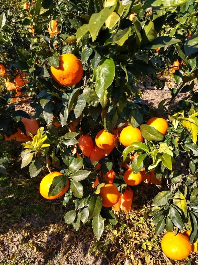 新春セール！ お得なセット2L、Ｌサイズ混合2箱計10キロ贈答に　あいか28号