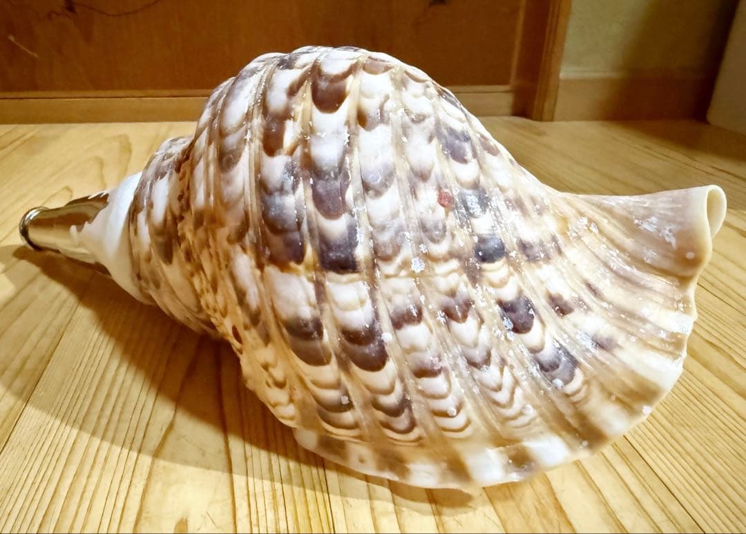 修験道法螺貝　山伏　熊よけ　密教　魔除け❣️ホラガイ　ほら貝