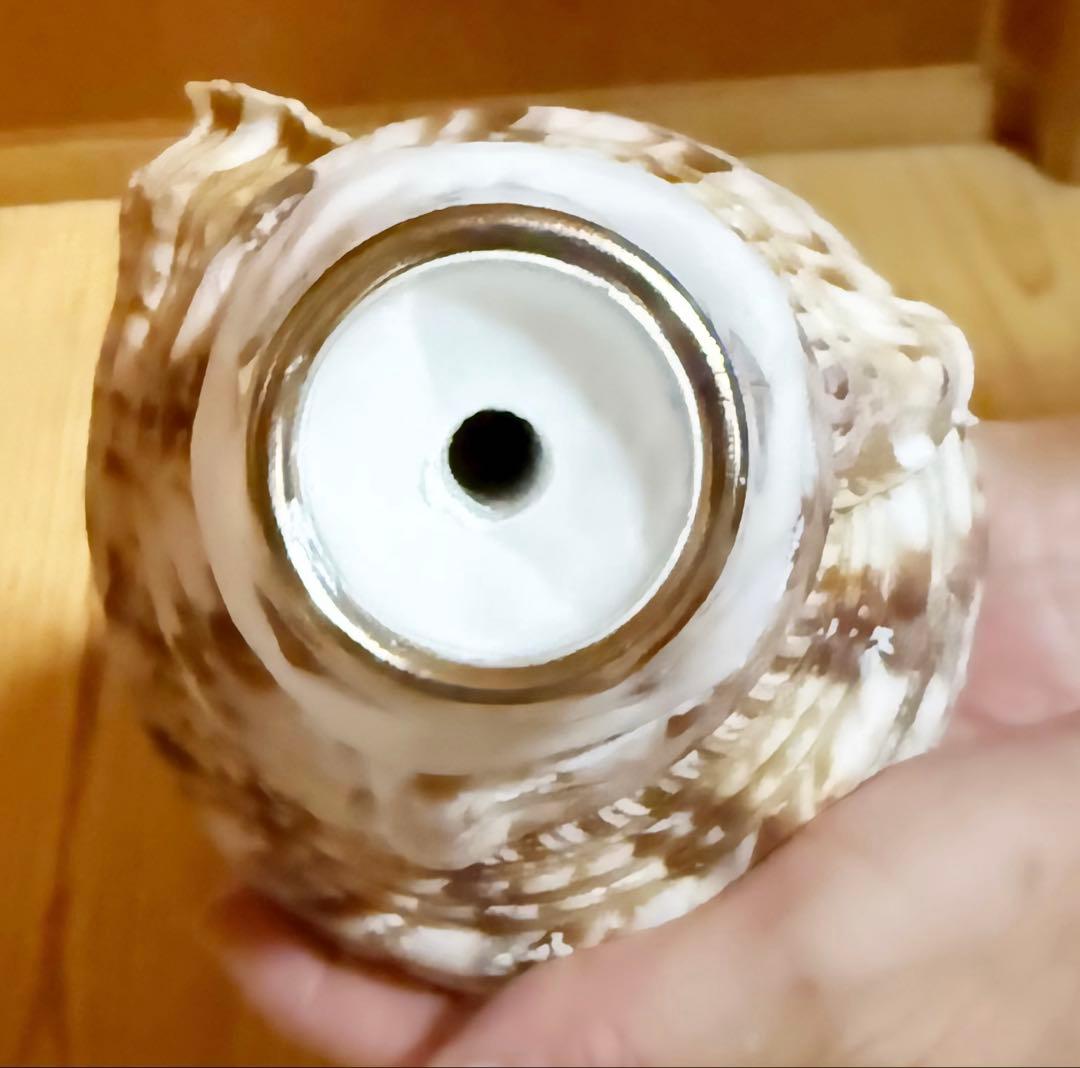 修験道法螺貝　山伏　熊よけ　密教　魔除け❣️ホラガイ　ほら貝