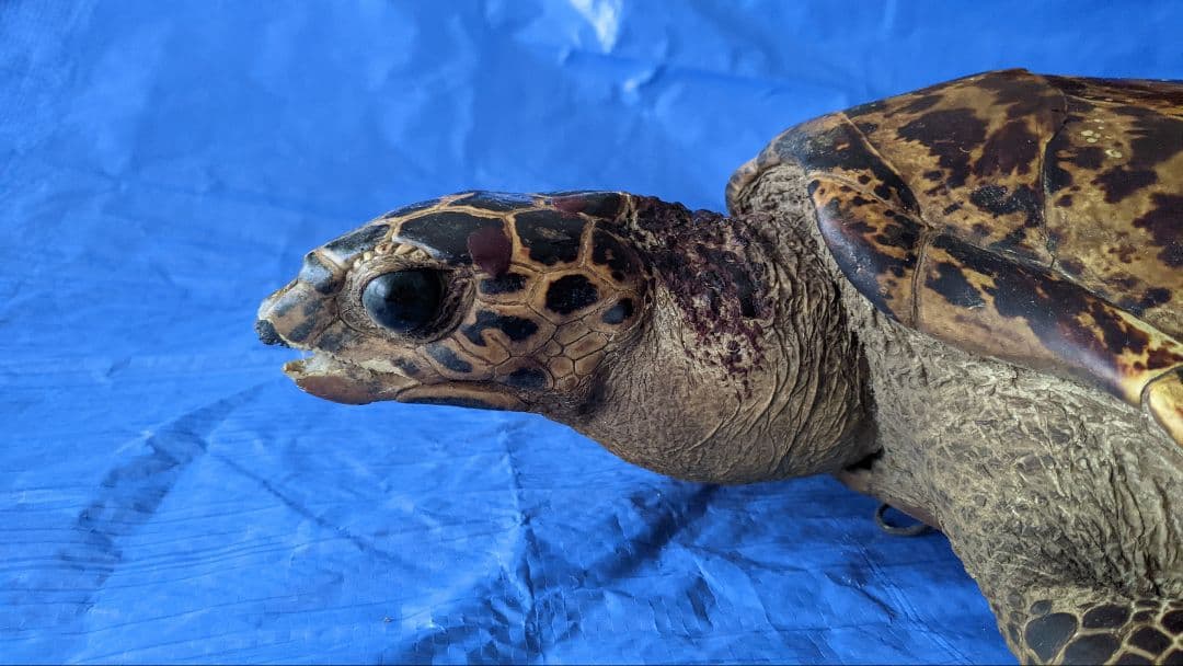 ⑤うみがめ〚タイマイ〛の剥製　 　壁掛けフックつき